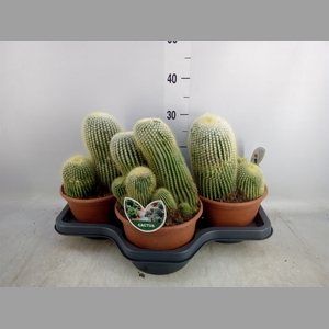 Cactus   ...