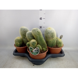 Cactus   ...