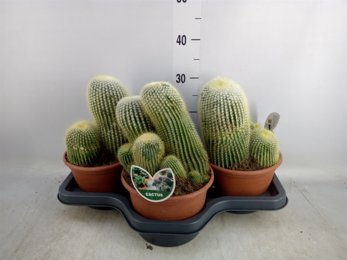 <h4>Cactus   ...</h4>