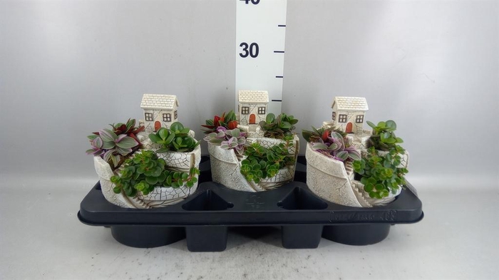 <h4>Arr. Kamerplant Groen H%</h4>