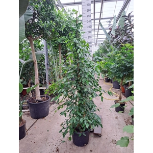 Ficus benja. 'Exotica'