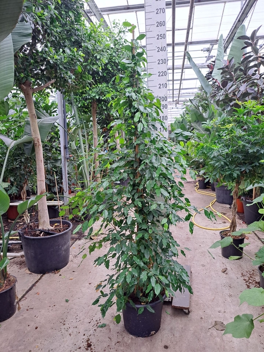 <h4>Ficus benja. 'Exotica'</h4>