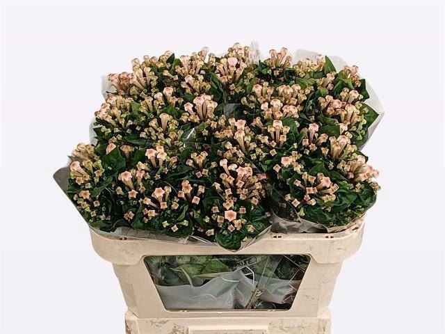 <h4>BOUV EN BLOSSOM</h4>