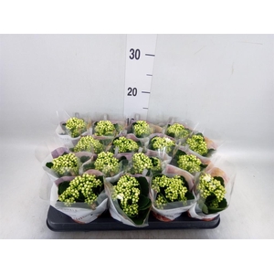 Kalanchoe blos. 'RosDon Dione'