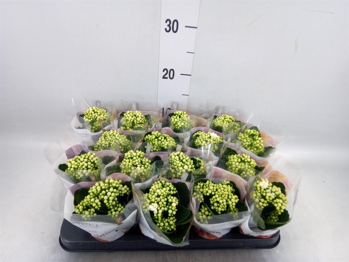 <h4>Kalanchoe blos. 'RosDon Dione'</h4>