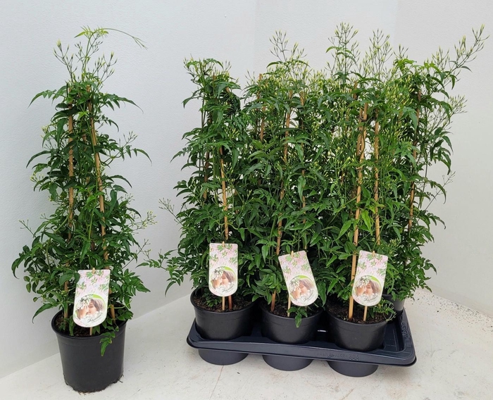 <h4>JASM POLYANTHUM WIT</h4>