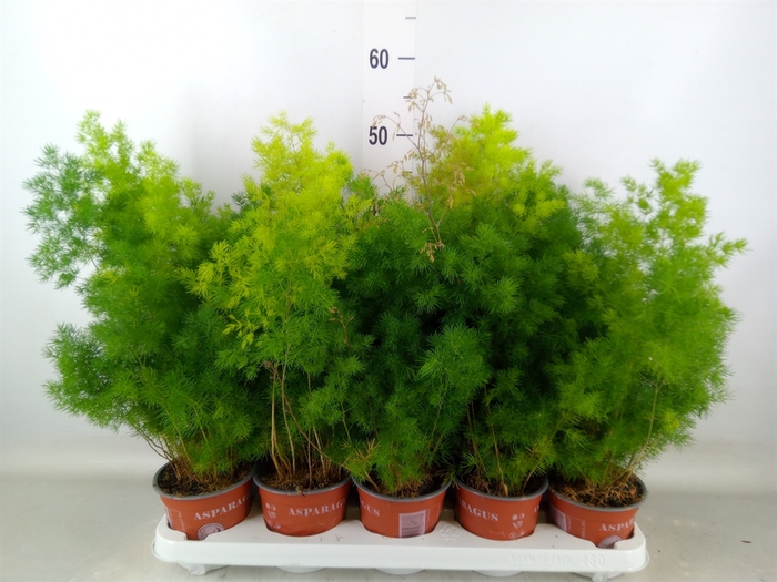 <h4>Asparagus umbellatus</h4>