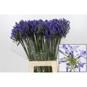 AGAP EYFORI BLUE