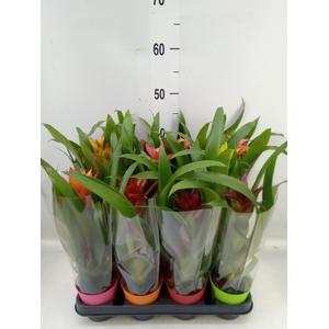 Guzmania   ...mix