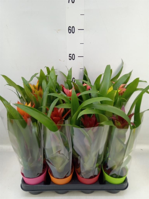 <h4>Guzmania ...mix</h4>