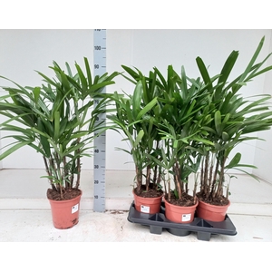 RHAPIS EXCELSA
