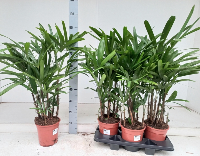 <h4>RHAPIS EXCELSA</h4>