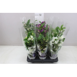 Dendrobium Nobilee Mix 3 Tak