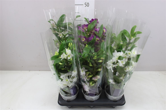 <h4>Dendrobium Nobilee Mix 3 Tak</h4>