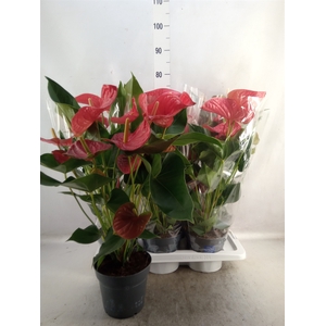 Anthurium andr. 'Karma Red'