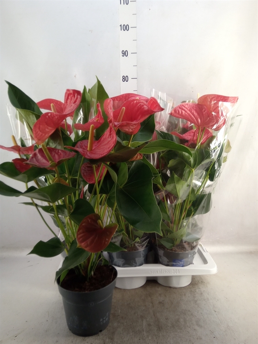 Anthurium andr. 'Karma Red'