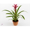 Guzmania Freya Luxe Keramiek (Decorum)