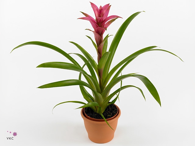 Guzmania Freya (Decorum)