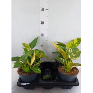 Philodendron   ...