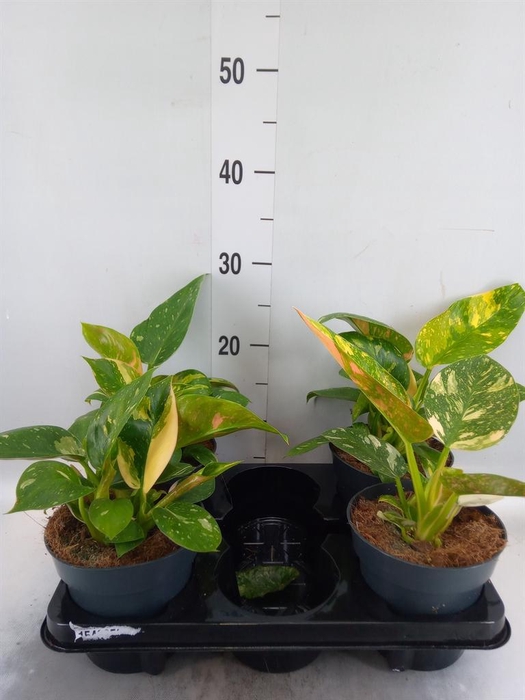 <h4>Philodendron   ...</h4>