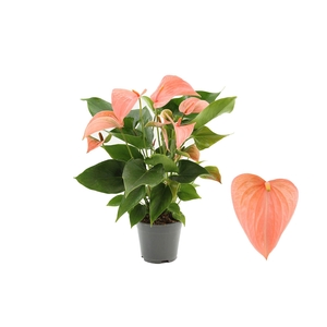 Anthurium 14 cm Festivo Lux in Haute Couture sleeve