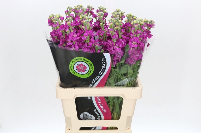 <h4>Matthiola Iron Rose</h4>