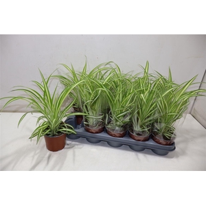 Chlor Com Variegatum