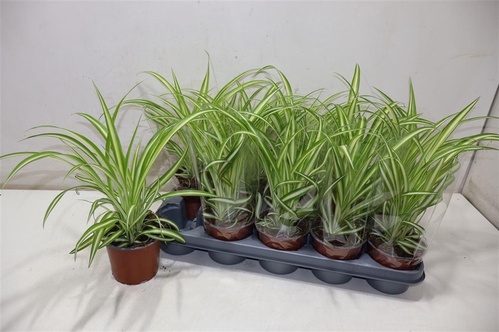 <h4>Chlor Com Variegatum</h4>