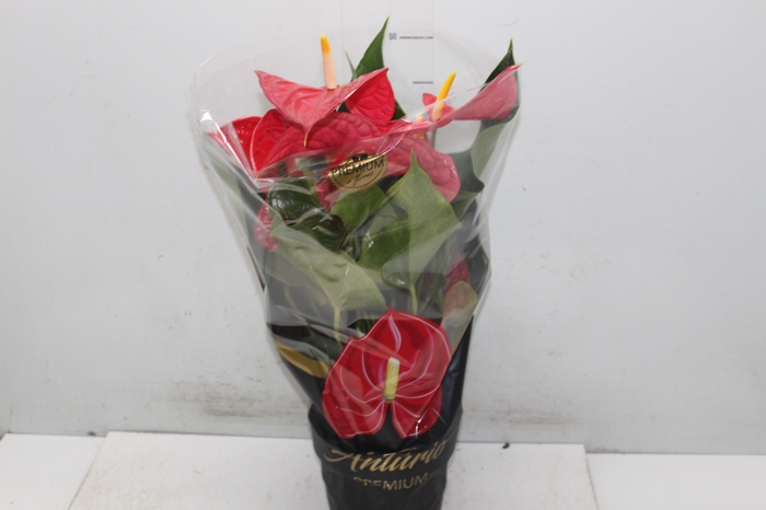 <h4>ANTHURIUM MICHIGAN P17 PREMIUM</h4>