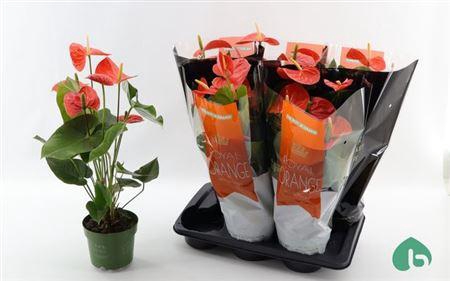 Anthu An Nebraska 5+