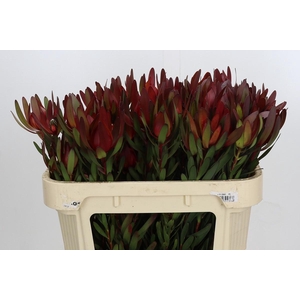 Leucadendron Saf Sunset Dark R.Spray