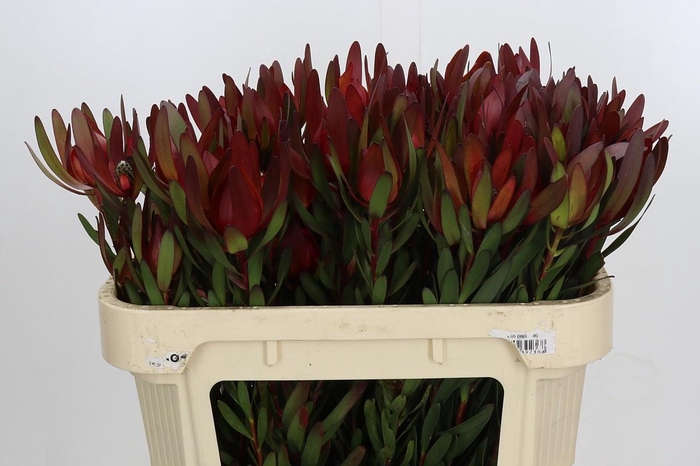 <h4>Leucadendron Saf Sunset Dark R.Spray</h4>