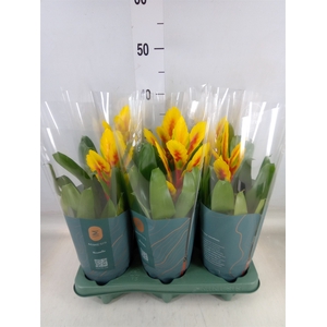 Vriesea  'Intenso Yellow Flame'
