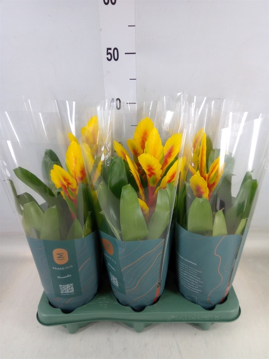 <h4>Vriesea  'Intenso Yellow Flame'</h4>