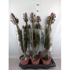 Euphorbia trigona 'Rubra'