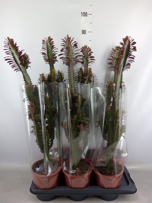 <h4>Euphorbia trigona 'Rubra'</h4>