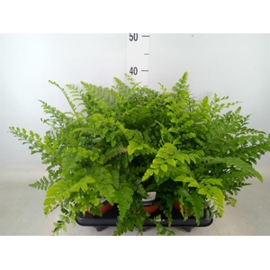 Asplenium  'Parvati'