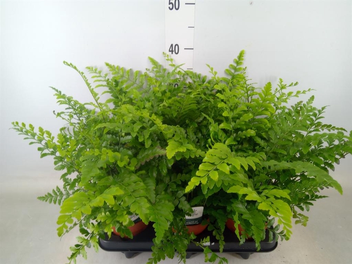 <h4>Asplenium  'Parvati'</h4>