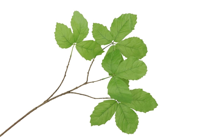 <h4>Silk Leaf Chestnut Green 79cm Nm</h4>