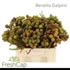 Kaaps Berzelia Squarrosa