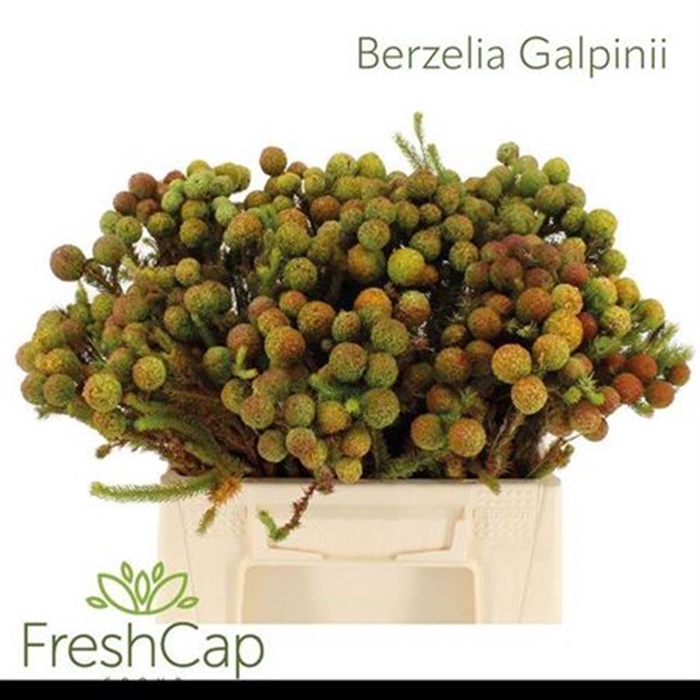 Kaaps Berzelia Squarrosa