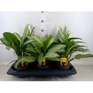 Aglaonema   ...mix