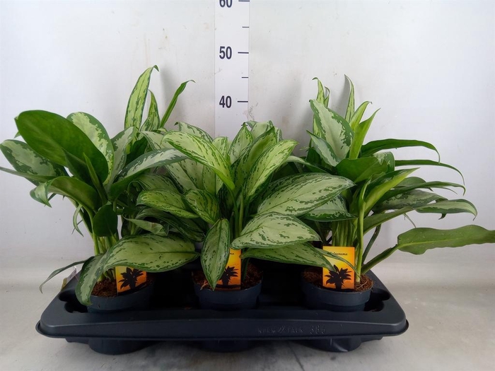 <h4>Aglaonema   ...mix</h4>