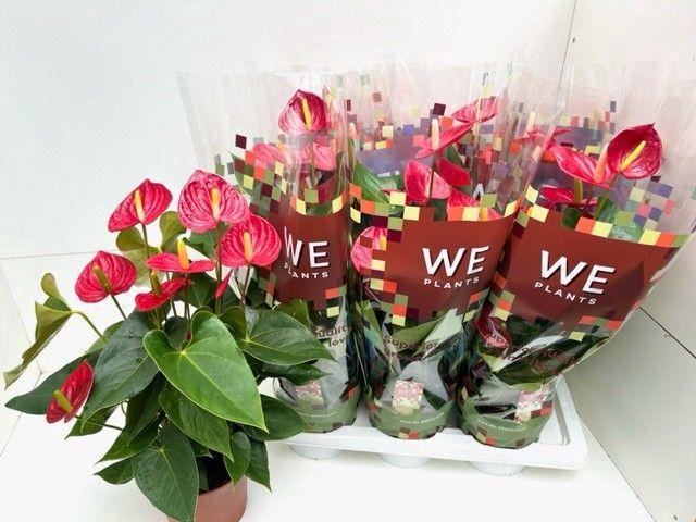 <h4>Anthurium Tremendo</h4>