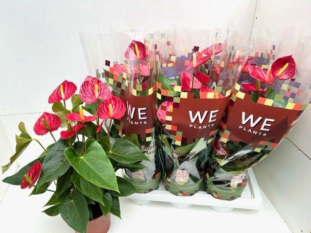 <h4>Anthurium Andreanum rood Tremendo</h4>