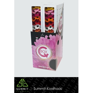 GE MI MIXED ON ROW IN AQUA BOX