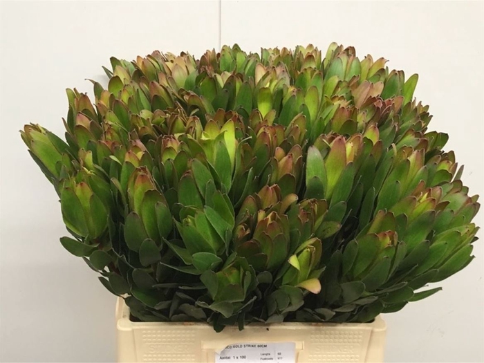 <h4>Leucad Gold Strike Super</h4>