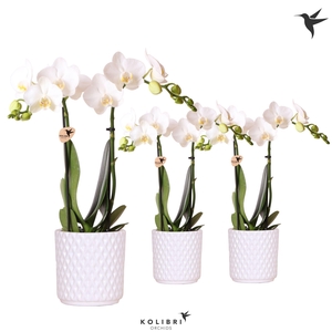 Kolibri Orchids Phalaenopsis white 2 spike in Diamond pot white