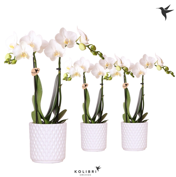 <h4>Kolibri Orchids Phalaenopsis white 2 spike in Diamond pot white</h4>