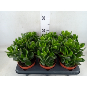 Crassula  'Hulk'